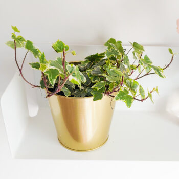 ガーデンセンターで観葉植物を買い出し